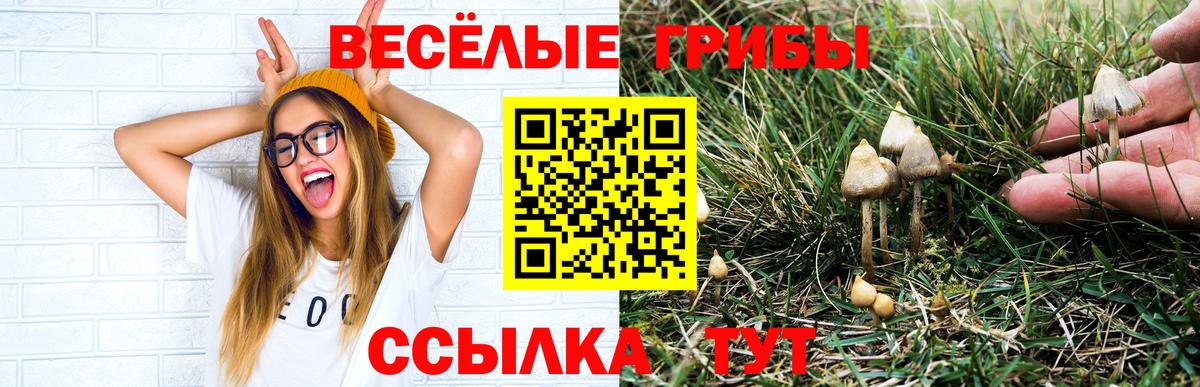 Галлюциногенные грибы мицелий Новокубанск